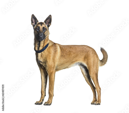 Side view of a Standing Malinois dog looking at the camera and wearing a collar  Isolated on white