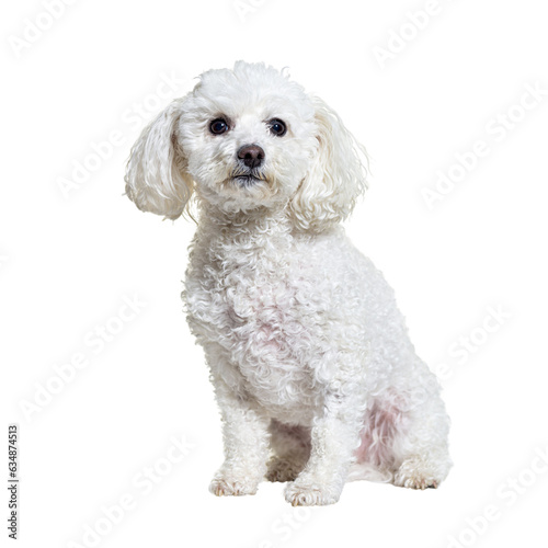 Maltese dog sitting against white background