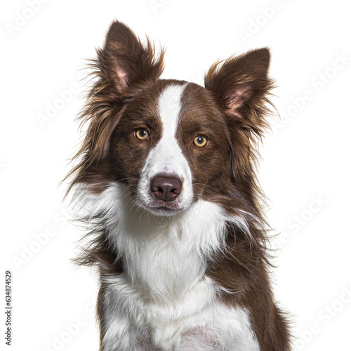 Fotografie Head shot of a Brown and white Border collie isolated on white