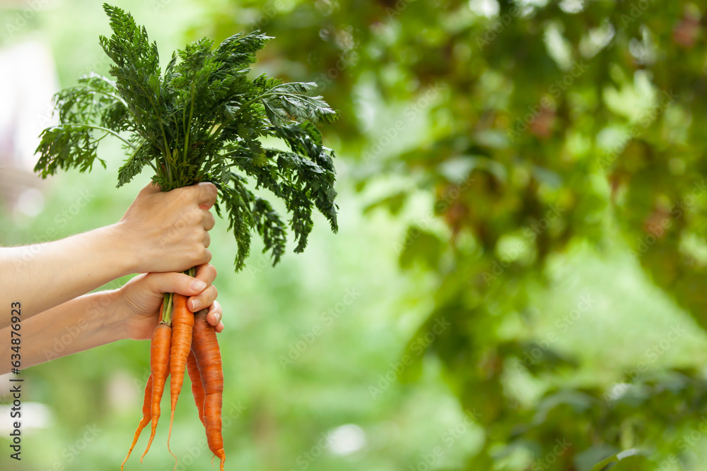 Raw, vegan, vegetarian, food concept. A woman's hand holds three fresh carrots with tops. Blurred background, copy space.