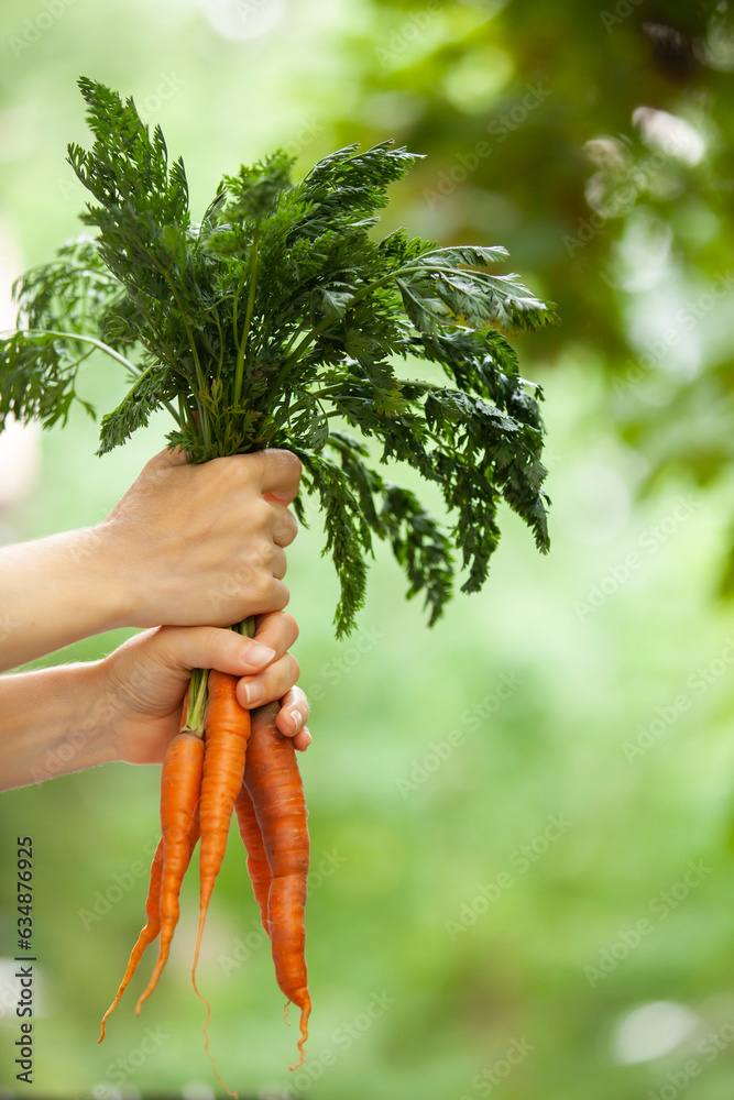 Raw, vegan, vegetarian, food concept. A woman's hand holds three fresh carrots with tops. Blurred background, copy space.