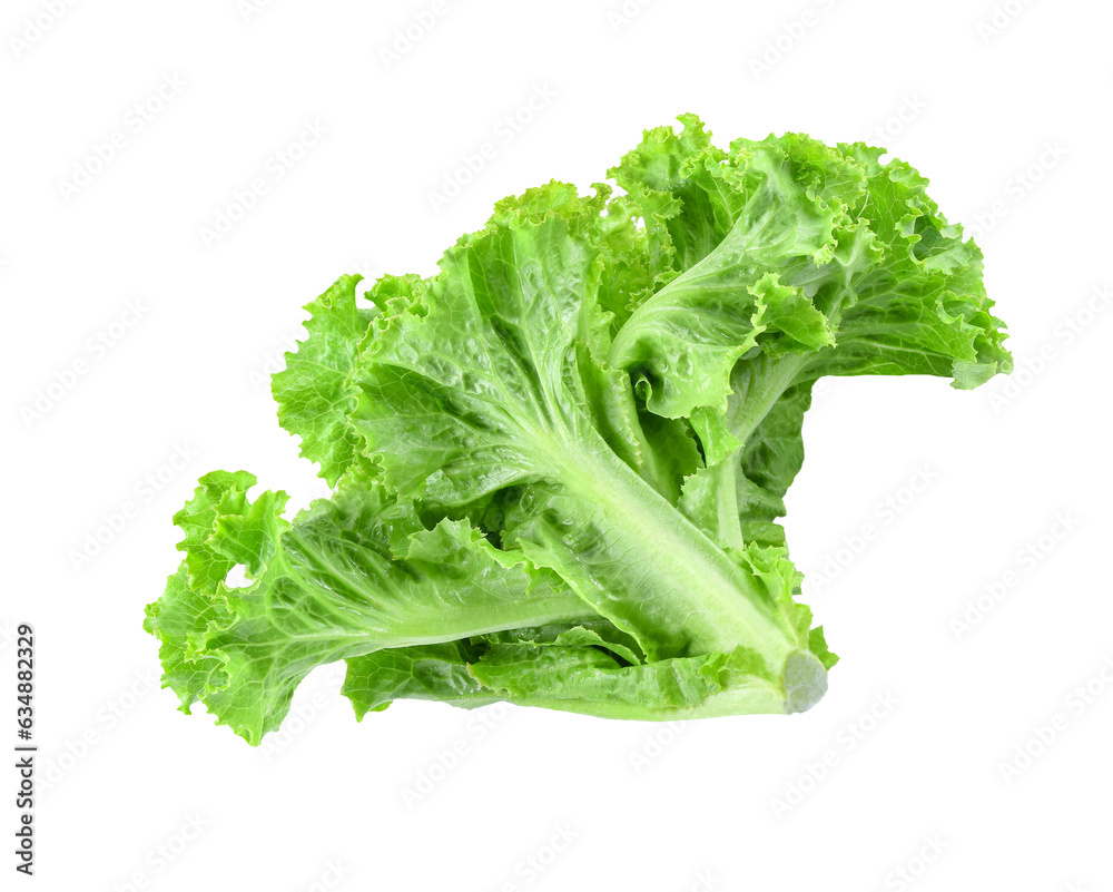 Salad leaf Lettuce isolated on  transparent png