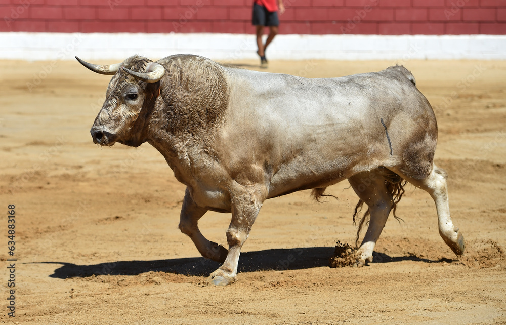 fighting bull with big horns in a traditional spectacle of bullfight in spain fighting bull with big horns in a traditional spectacle of bullfight in spain