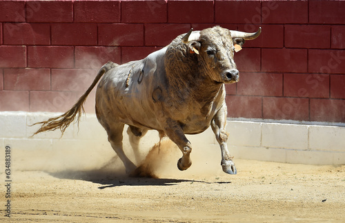 fighting bull with big horns in a traditional spectacle of bullfight in spain