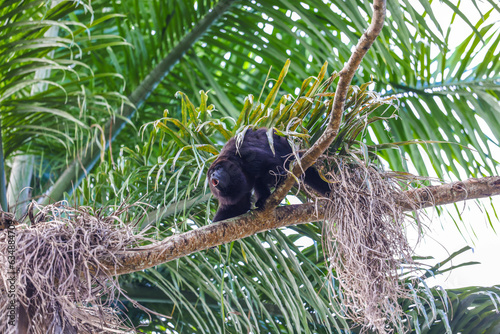 Black howler monkey, aluatta pigra, sitting on a tree in Belize jungle and howling like crazy. They are also found in Mexico and Guatemala. They are eating mostly leaves and occasional fruits. photo