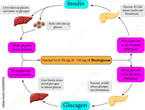 The regulation of glucose levels through Homeostasis.Vector illustration photo