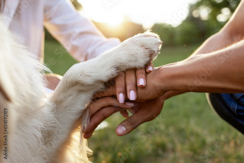 hands of people together with dog paw in park at sunset together, teamwork gesture with animal, close-up