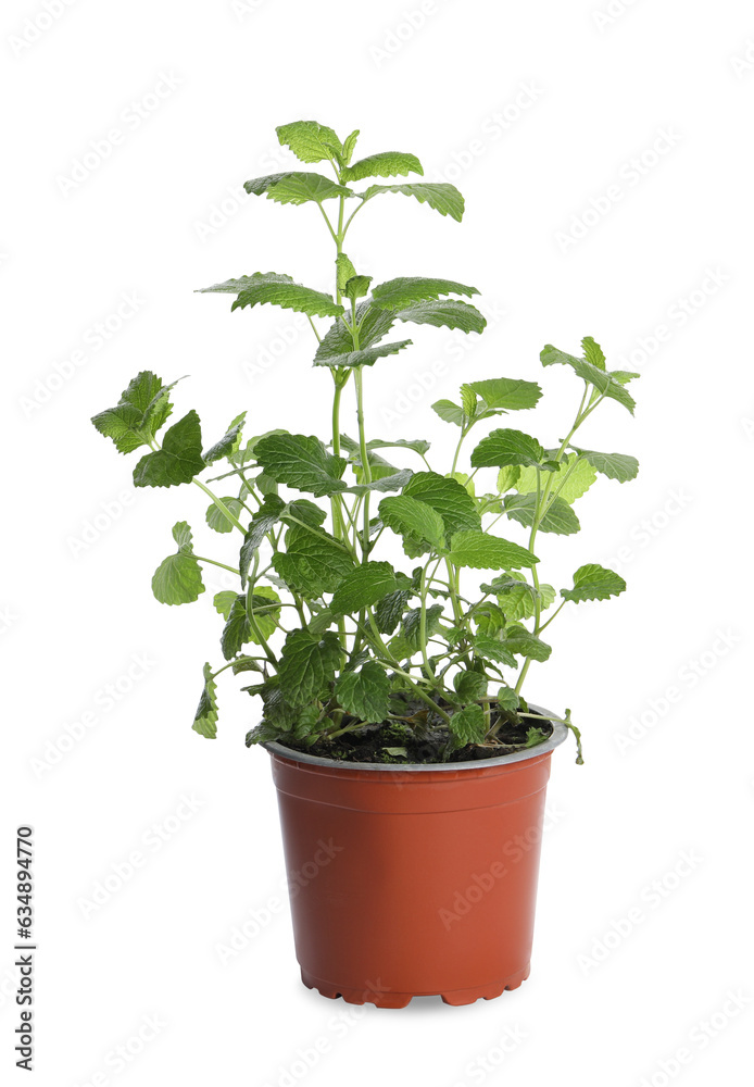 Aromatic green potted lemon balm plant isolated on white Aromatic green potted lemon balm plant isolated on white