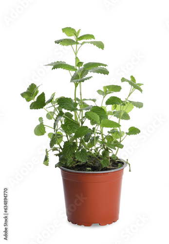 Aromatic green potted lemon balm plant isolated on white