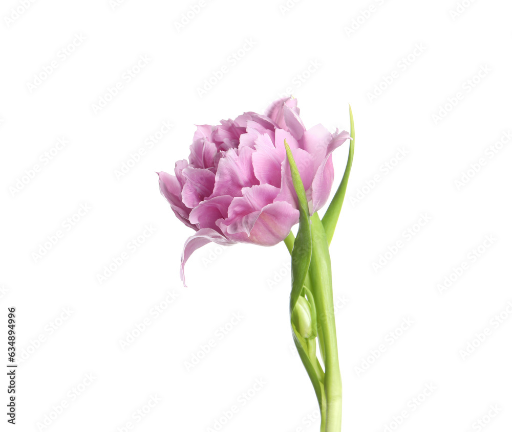 Beautiful colorful tulip flower isolated on white