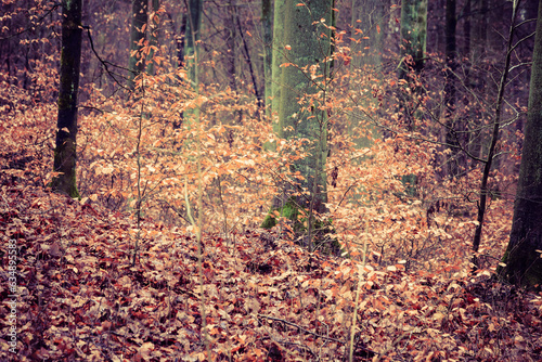 view inside of the autumn forest