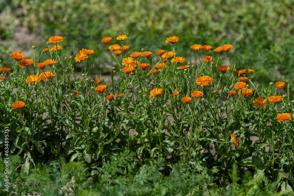 Orange marigold flowers in a row on a field.