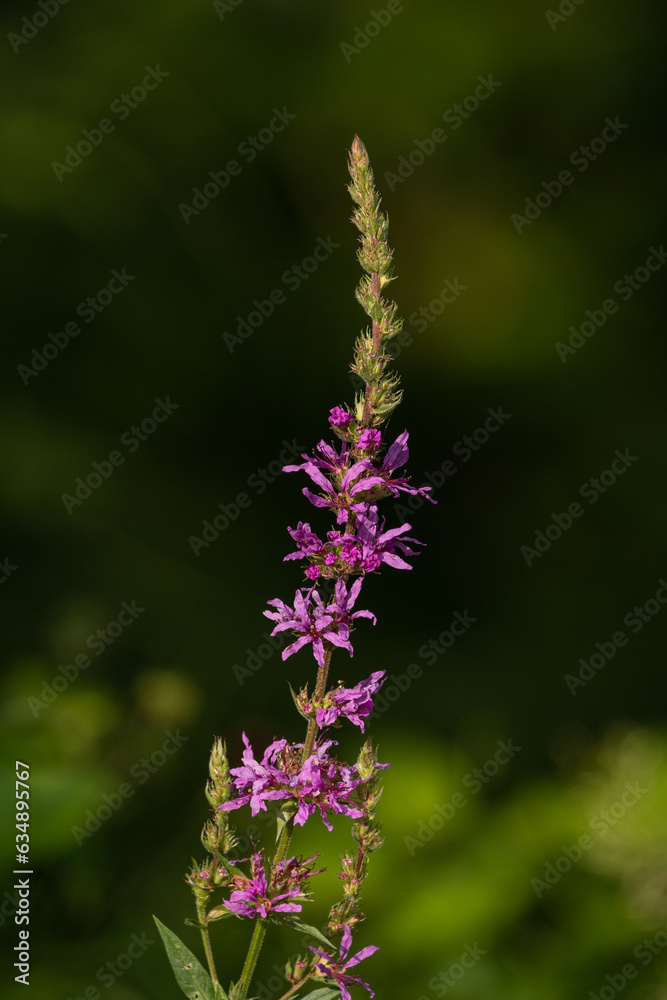 Obraz premium Purple tiny flowers of the willow tree.