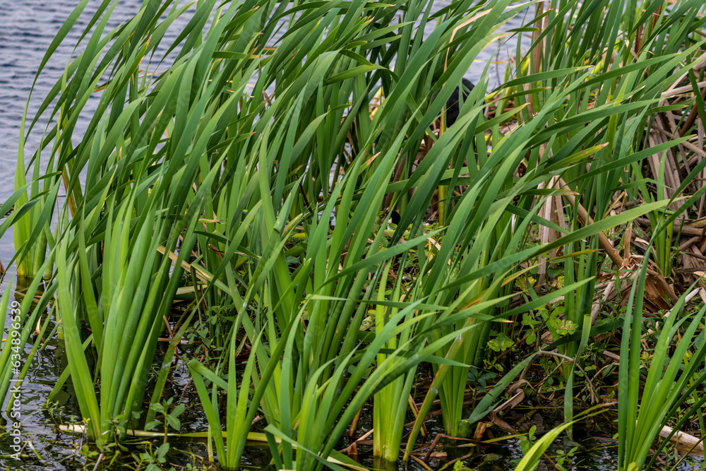 Marsh Grasses Blow In Strong Wind Marsh Grasses Blow In Strong Wind