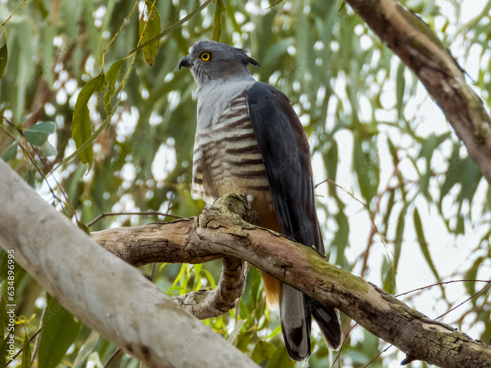 Naklejka premium Pacific Baza in Queensland Australia