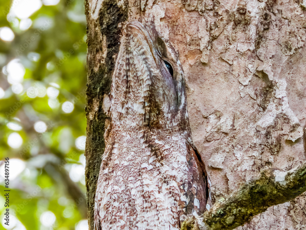 Fototapeta premium Papuan Frogmouth in Queensland Australia
