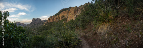 Nolina Plants Flank The Pinnacles Trail In The Chisos Mountains Of Big Bend