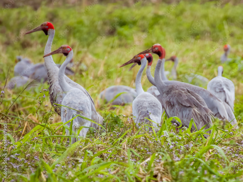 Obraz premium Sarus Crane in Queensland Australia