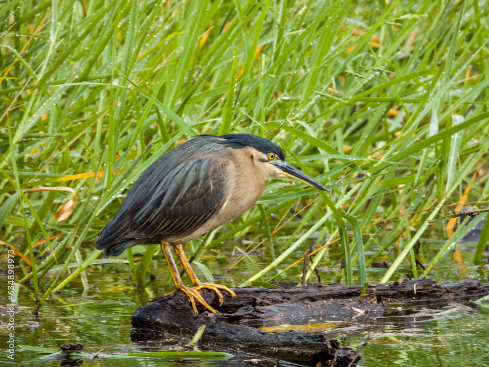 Striated Heron in Queensland Australia Striated Heron in Queensland Australia