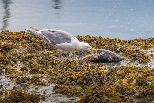 Seagull eating a fish head on Vancouver Island © Kelly