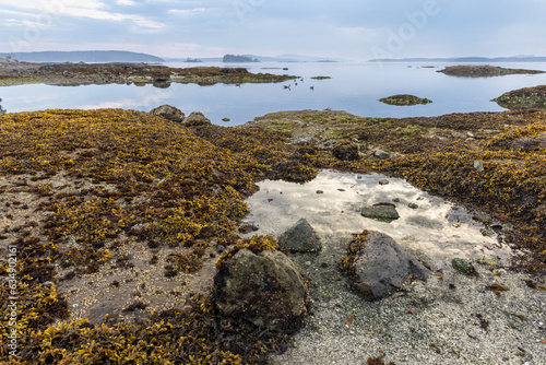 Vancouver Island Sidney seaweed beach photo