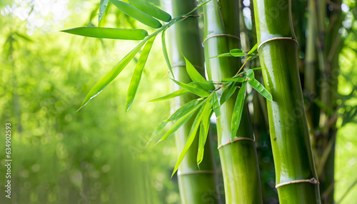bamboo leaves and bamboo stems in springtime, green fresh spa background, sunshine in bamboo forest, bamboo tree at the edge of blurred empty abstract background, wellness garden concept with copy spa