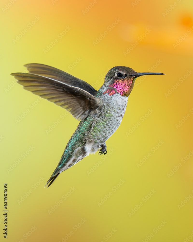 Fototapeta premium Male Anna's Hummingbird in Flight