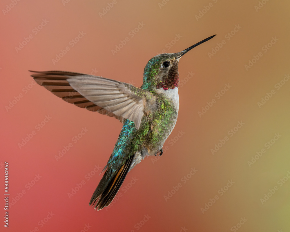 Fototapeta premium Male Broad-tailed Hummingbird in Flight