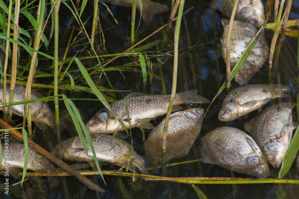 a lot of dead fish in the reeds near the river bank a lot of dead fish in the reeds near the river bank