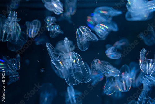 クラゲの展示（jellyfish）