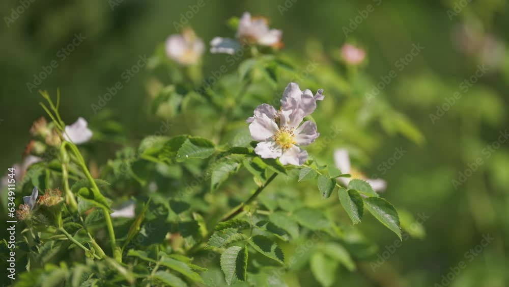Rosa Canina flower commonly known as the Dog Rose. Bokeh background Rosa Canina flower commonly known as the Dog Rose. Bokeh background