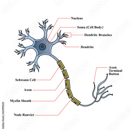 Neuron cell anatomy vector