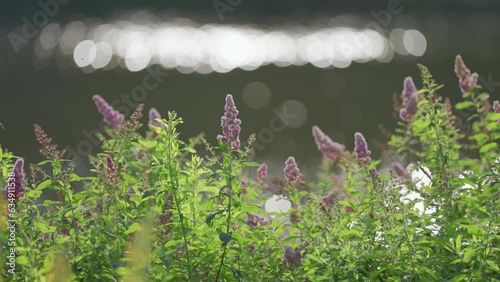 A meditative background of The Butterfly Bush flower with river bokeh flares. photo