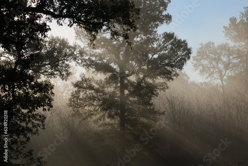 Sunrise Sun rays through the Trees