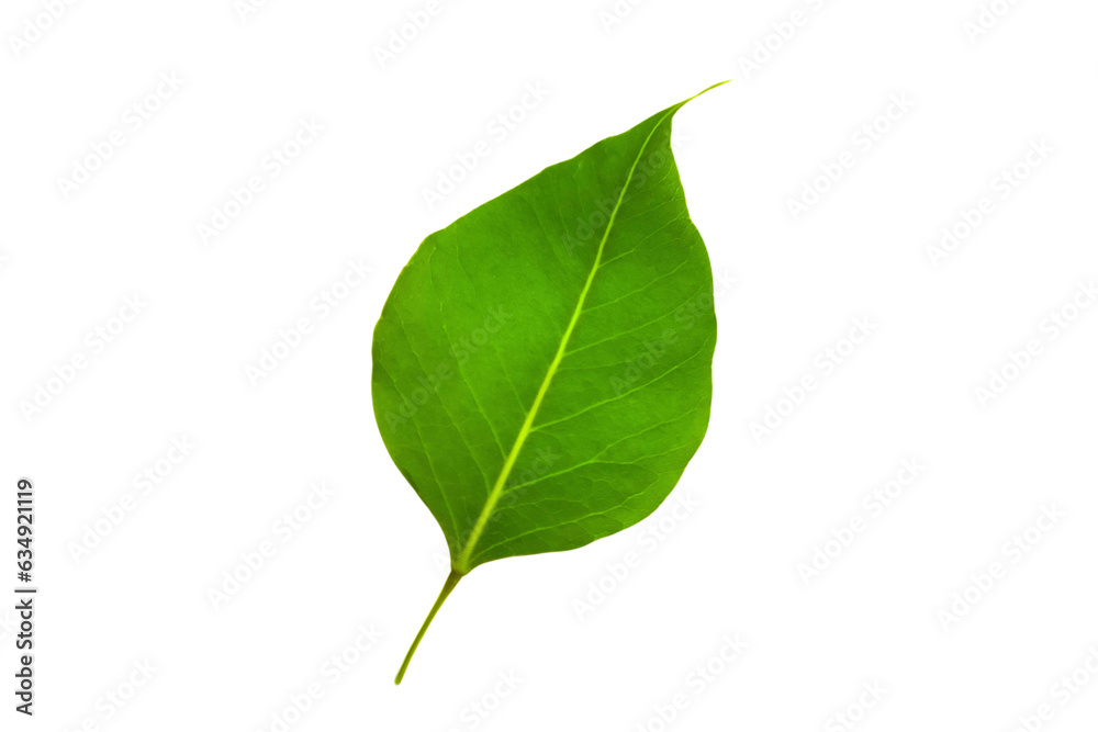 Fototapeta premium Natural green fresh leaf isolated on white background