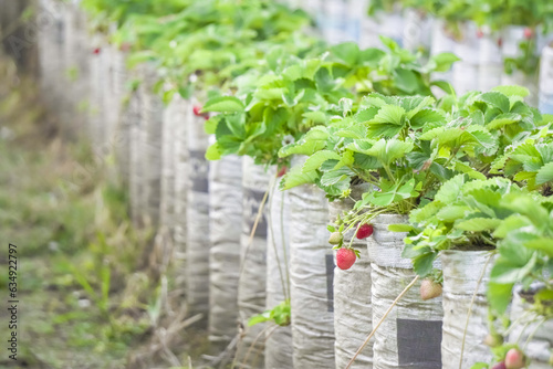 Strawberry plants planted in large polybags at Bukit Sekipan, Tawangmangu, Indonesia. Strawberry picking in the garden is a recreational and educational tour for children on holidays. photo