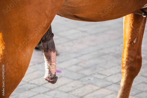 The Penis Reproductive organs of horse. The picture concepts is animal, body, education. Male pony horse close up penis private parts. Close-up photo