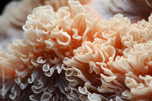 Fototapeta Naklejka Na Ścianę i Meble -  close up of a beautiful sea coral
