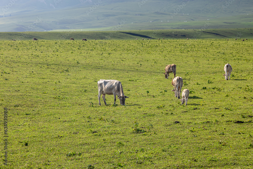 Cattle on the Xinjiang steppe