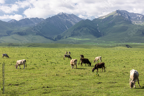 Cattle on the Xinjiang steppe