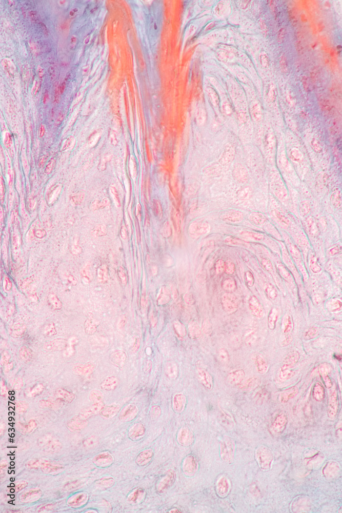 Fototapeta premium Showing Light micrograph of the Sublingual gland, Oesophagus human and Tongue human under the microscope for education in the laboratory.