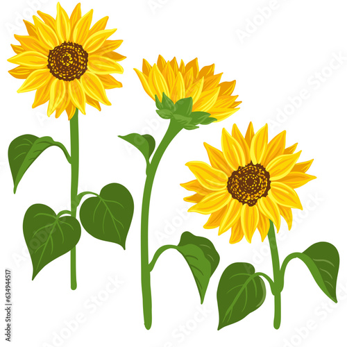 sunflowers, vector drawing flowers at white background, hand drawn botanical illustration