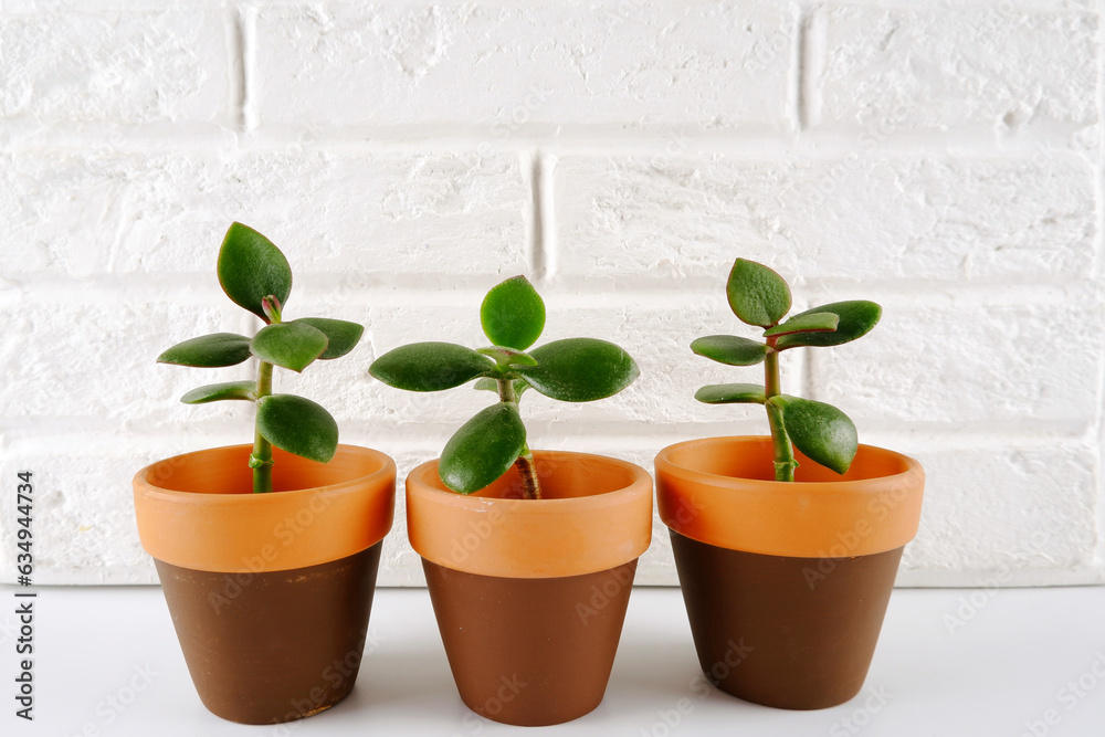 Seedlings of the Crassula Crassula Blue whale money tree in clay brown pots against a white brick wall.. Houseplant Seedlings of the Crassula Crassula Blue whale money tree in clay brown pots against a white brick wall.. Houseplant