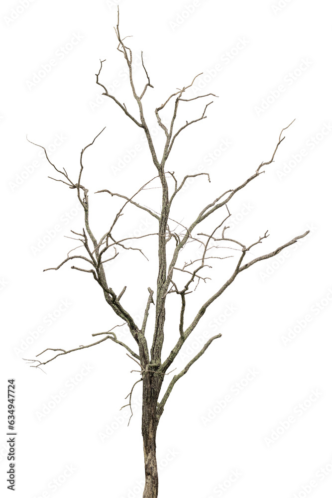 dead tree dry trees in thailand isolated on a transparent background. dead tree dry trees in thailand isolated on a transparent background.