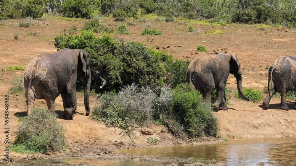 Herd of African elephants (Loxodonta africana) walking in line, Addo Elephant National Park Herd of African elephants (Loxodonta africana) walking in line, Addo Elephant National Park