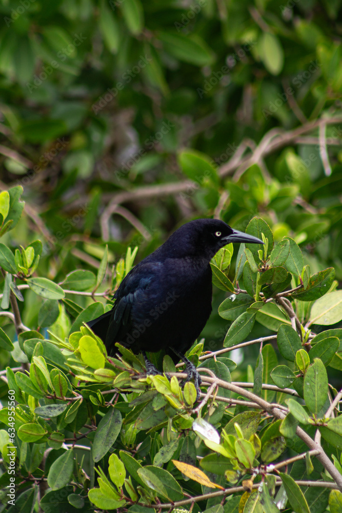 Obraz premium Urraca