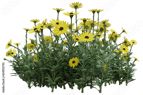 Yellow Daisy flowers tree with isolated on transparent background. PNG file, 3D rendering illustration, Clip art and cut out