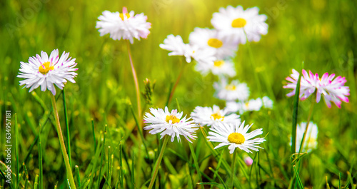 White small daisies blooming on grass background 
