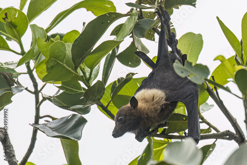 Wild Samoan Fruit Bat in the National Park of American Samoa on the island of Tutuila. photo