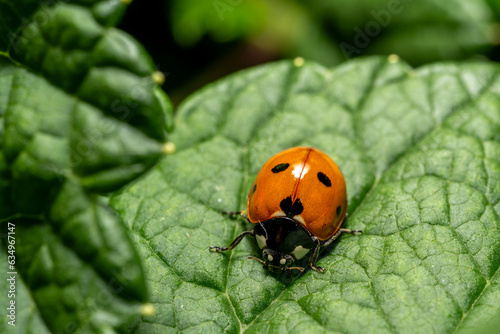 A macro of a ladybird on a leaf i